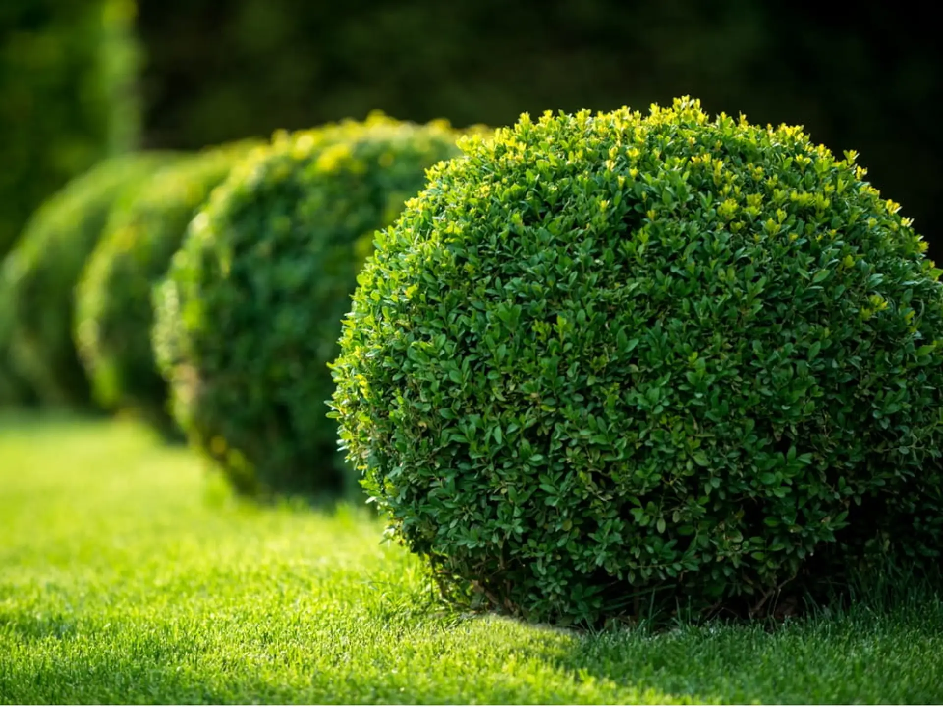 boxwood bush