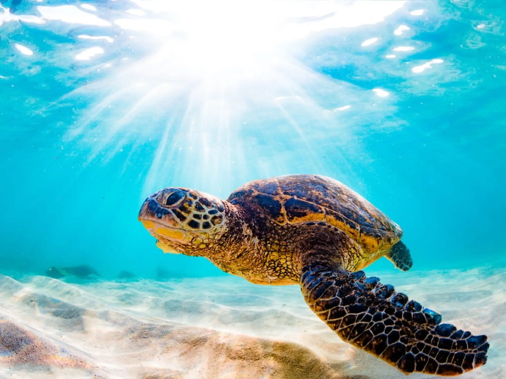 sea turtle