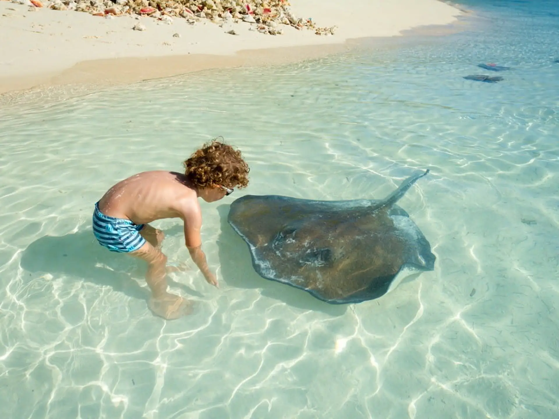 stingray and little boy