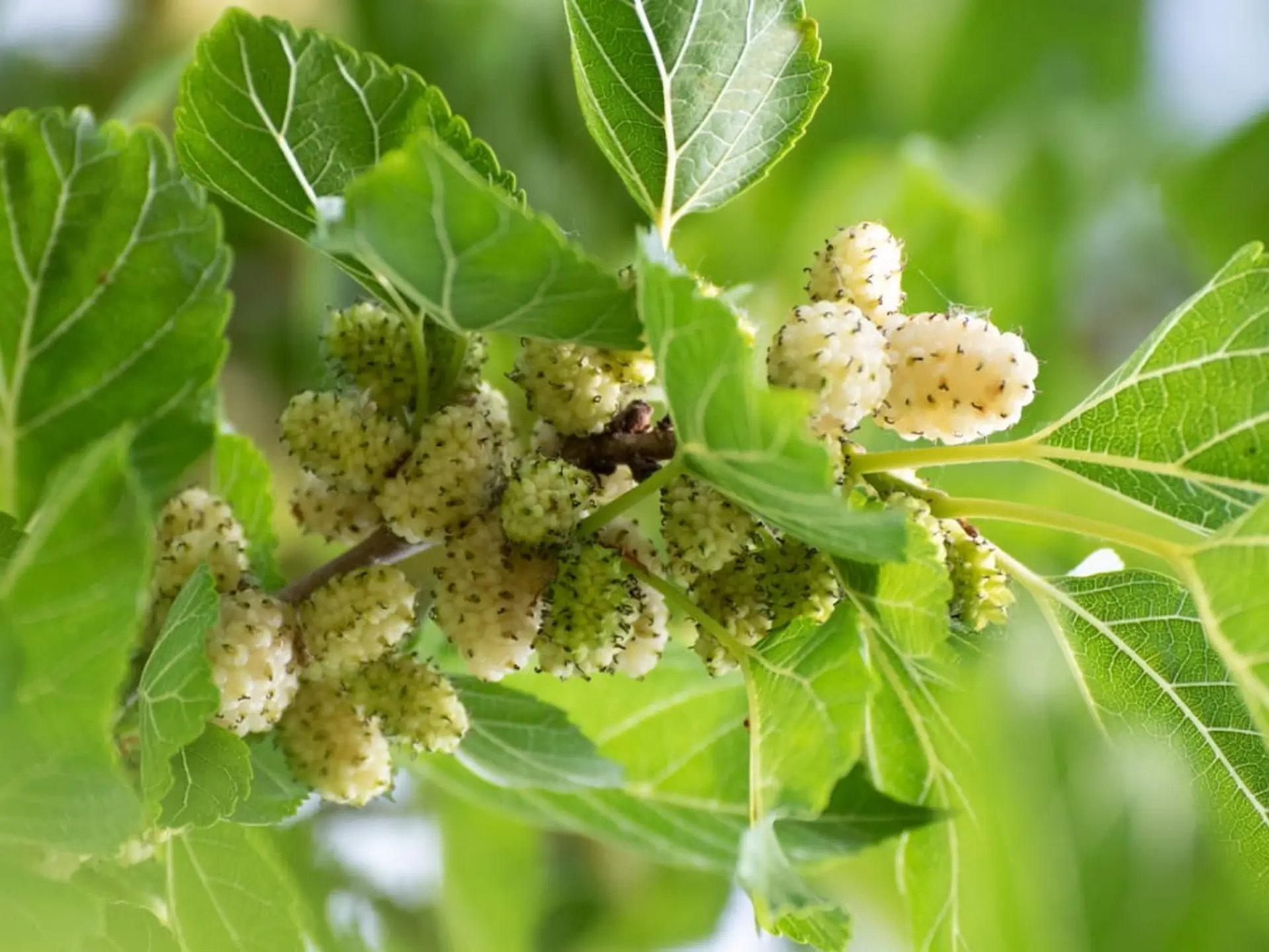 white mulberry