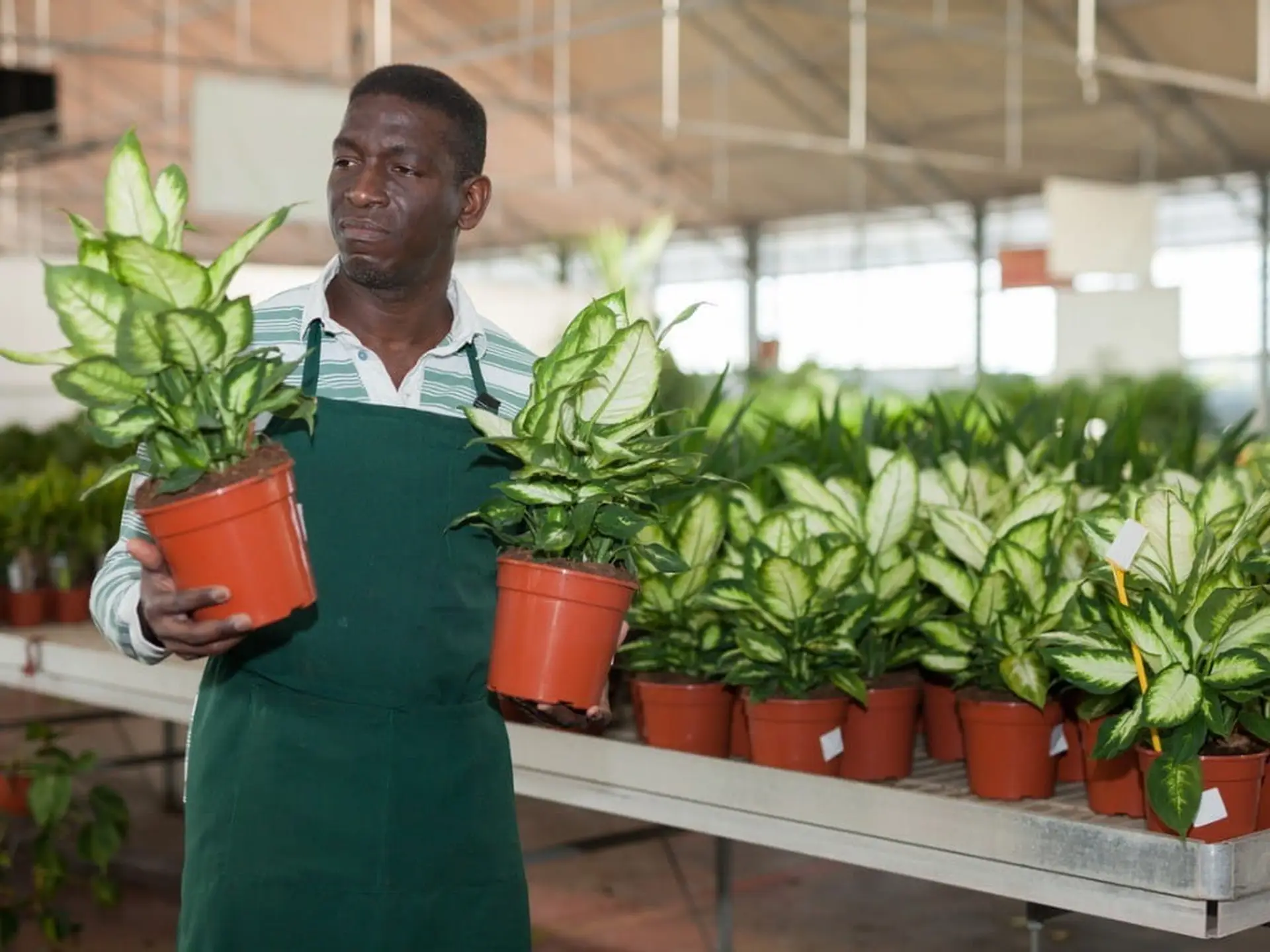 gardener inspecting dumbcane plants