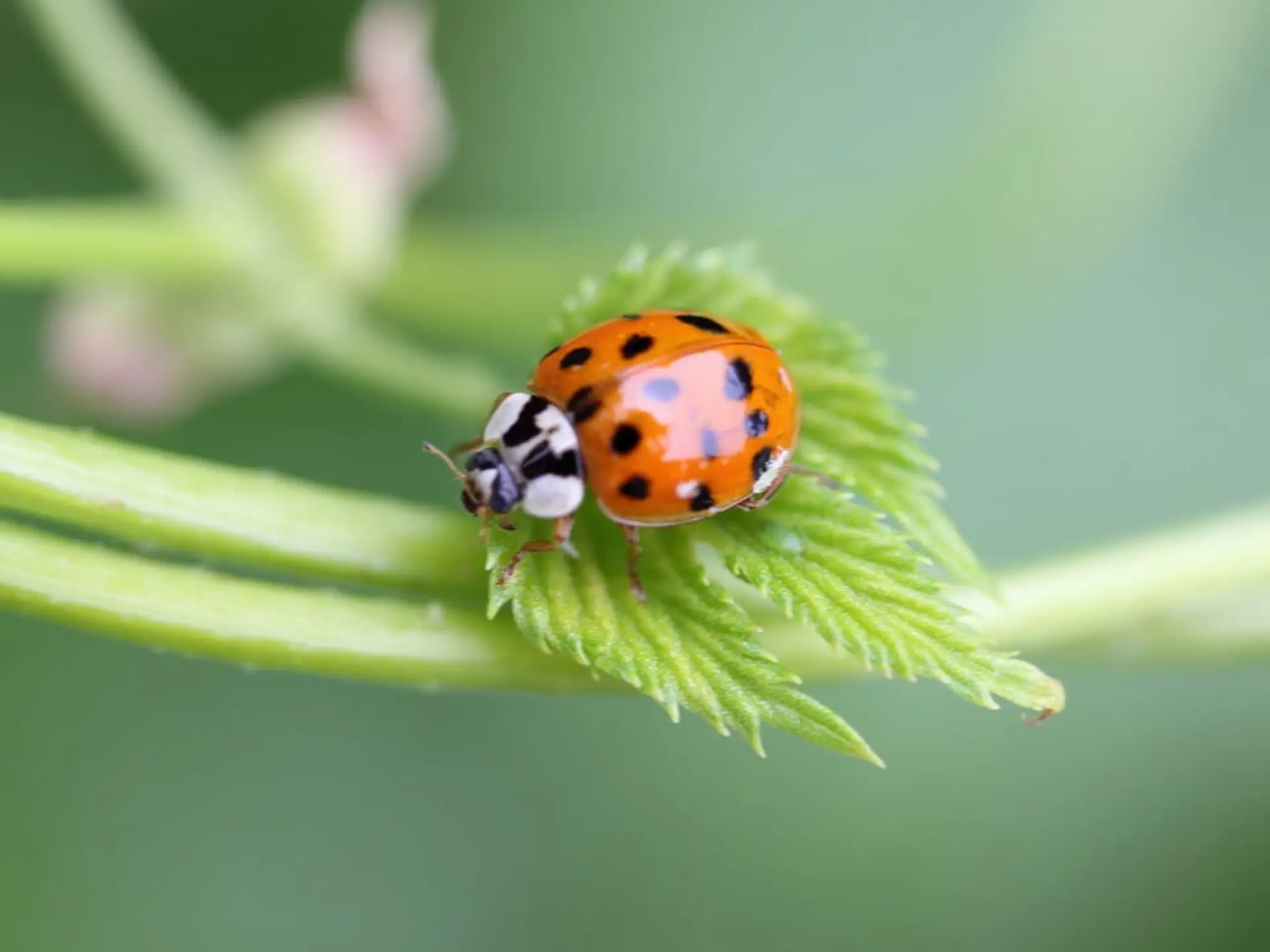 orange asian lady beetle on leaf