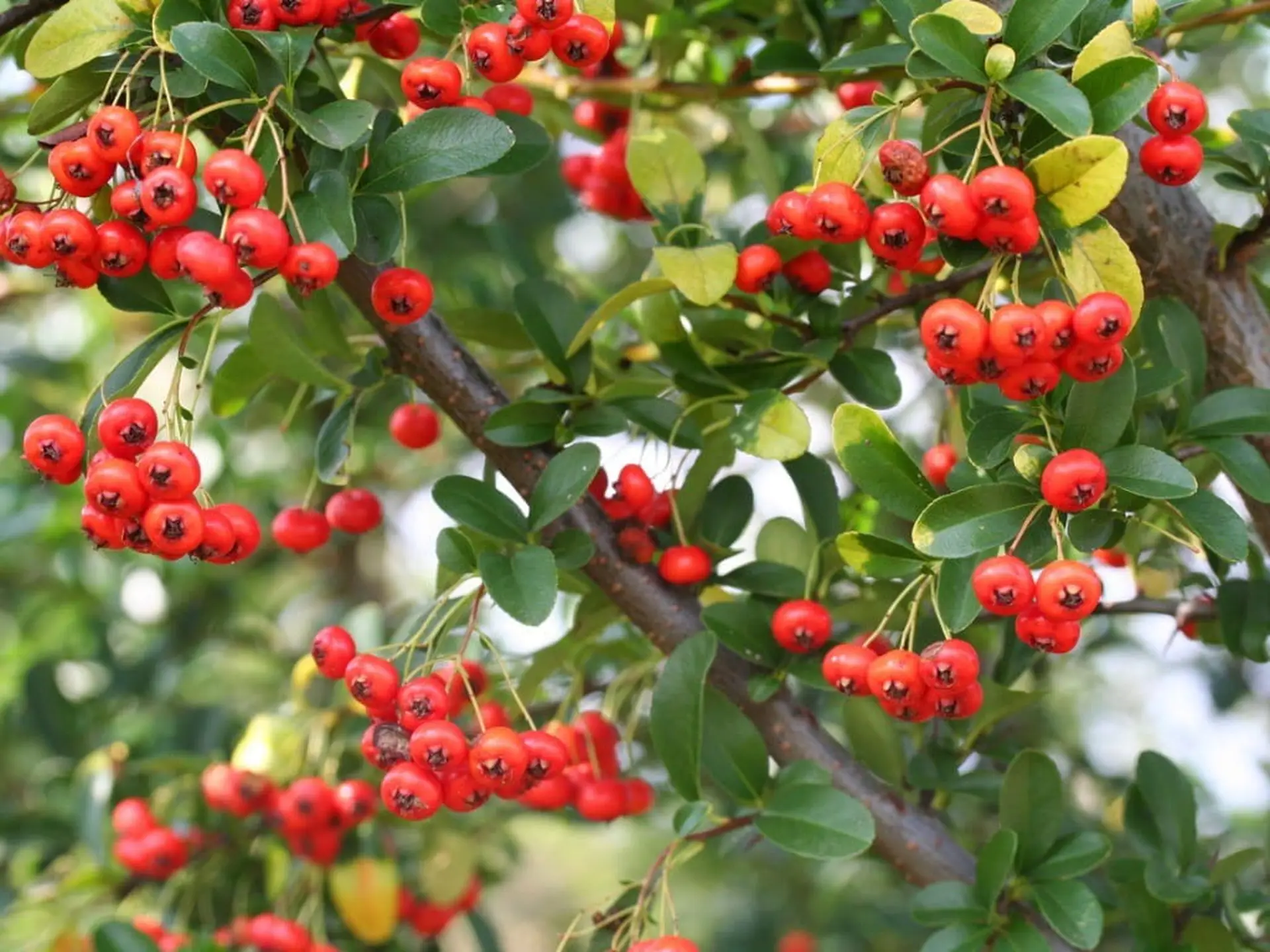 pyracantha berries and leaves
