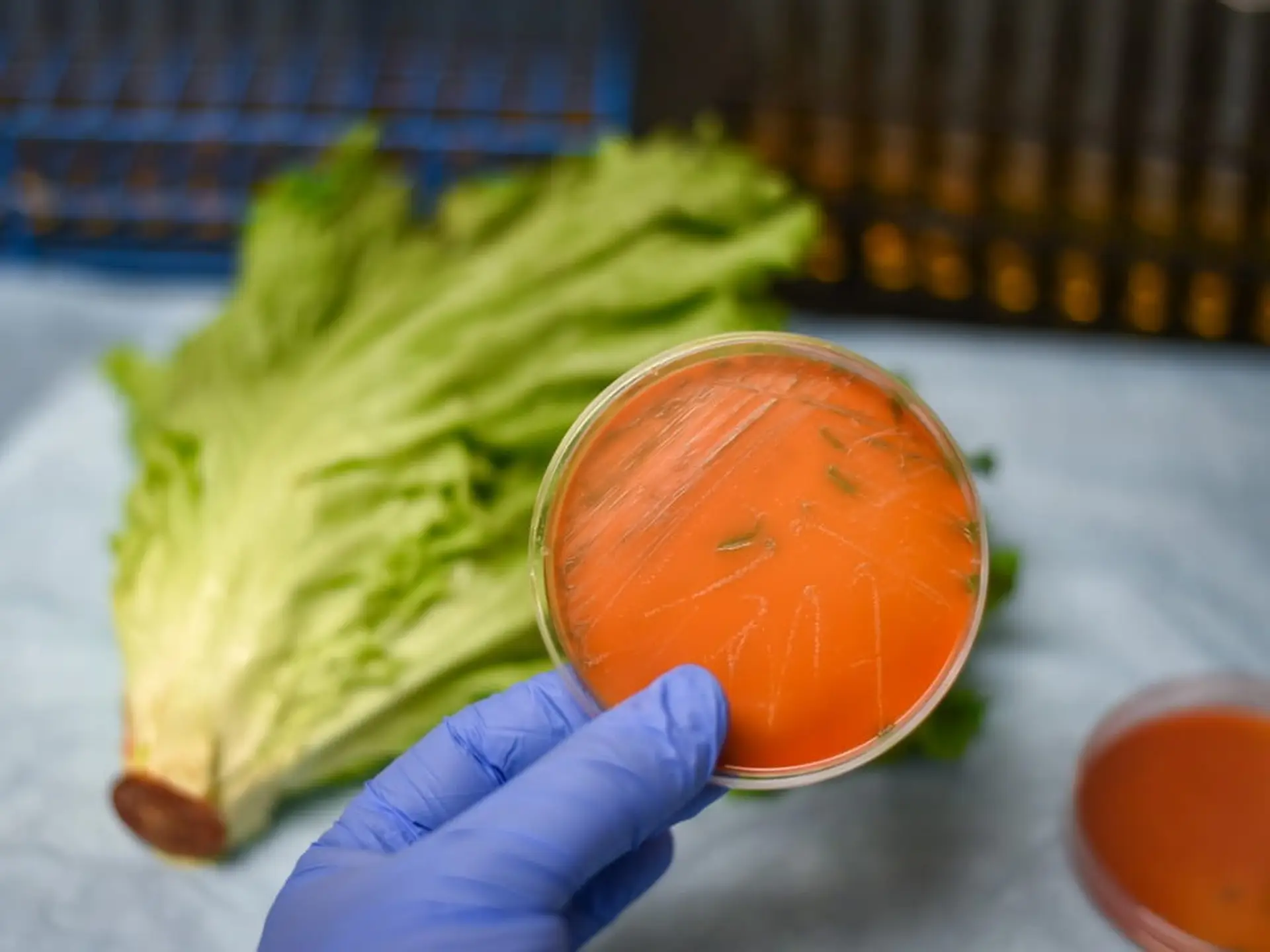 listeria culture plate next to lettuce