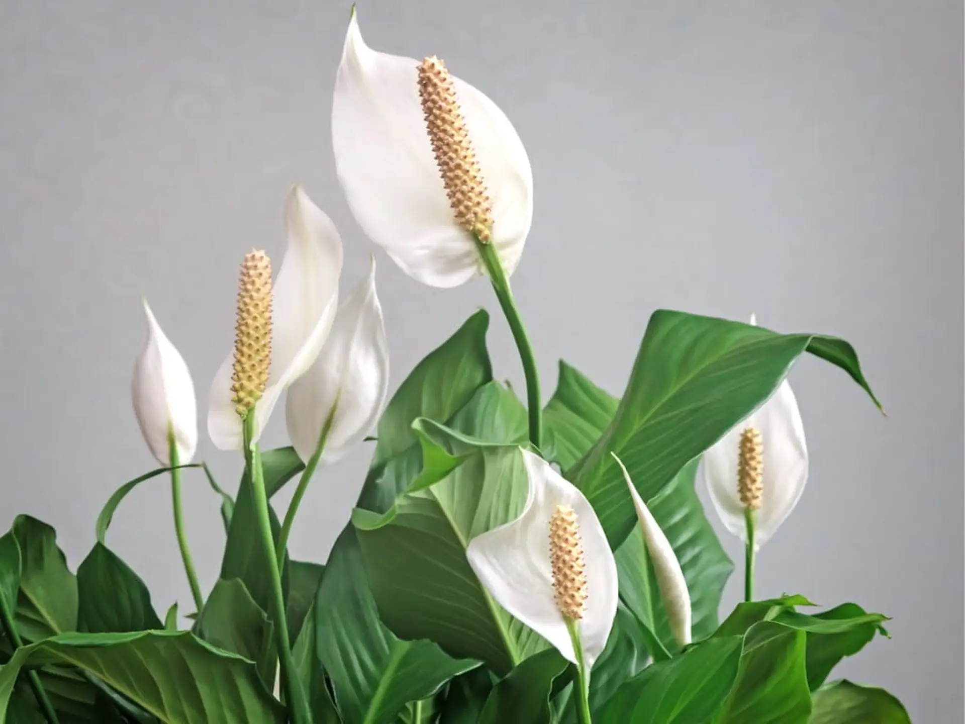 peace lily