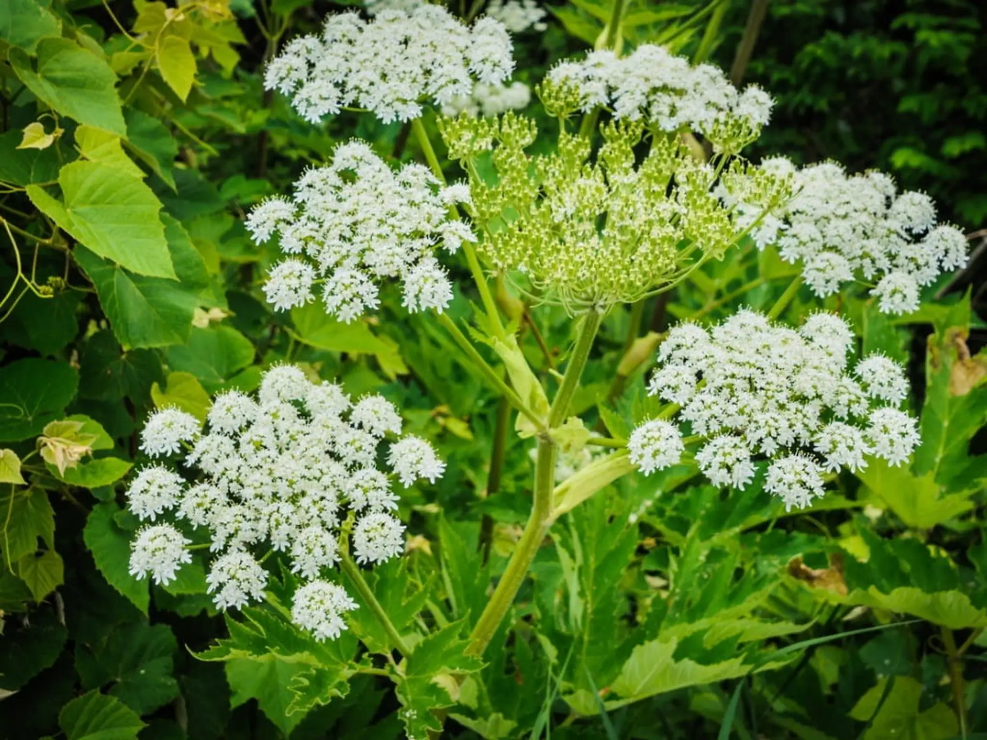 giant hogweed and cousins closeup
