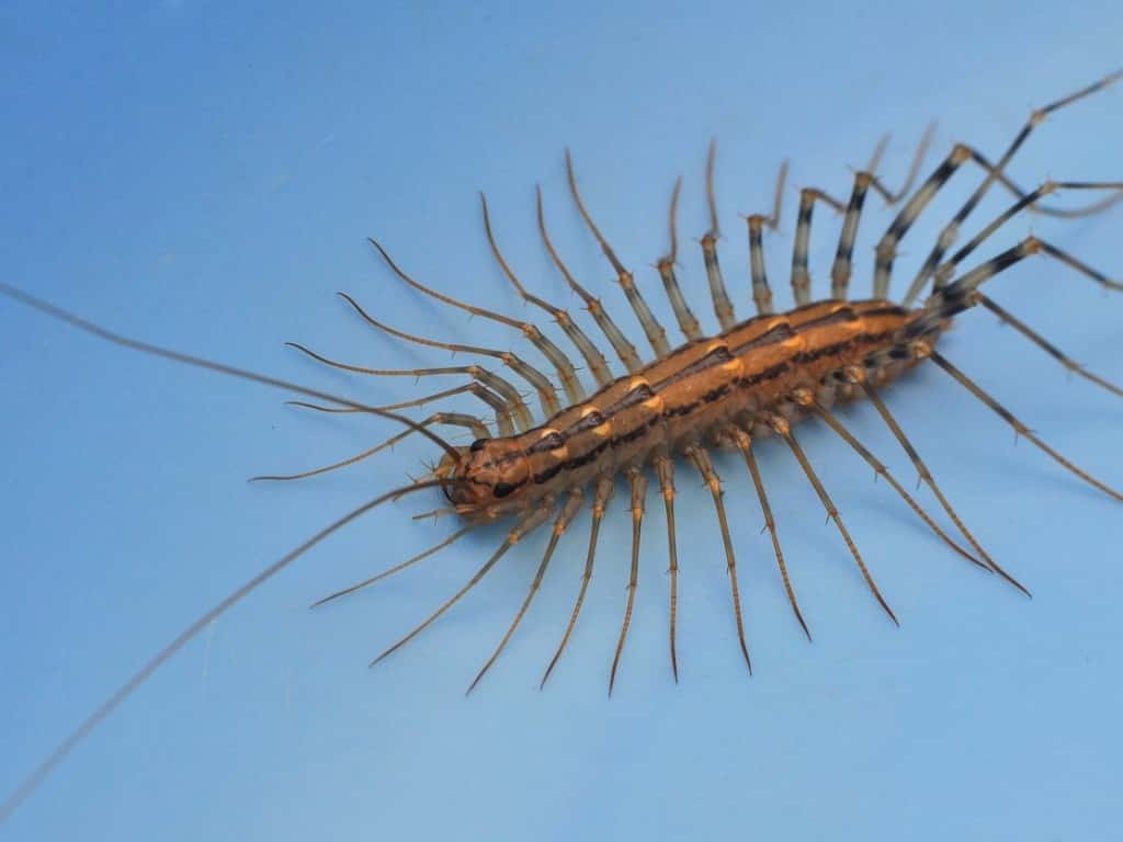 Which Centipedes are Poisonous: Top Dangerous Species Revealed