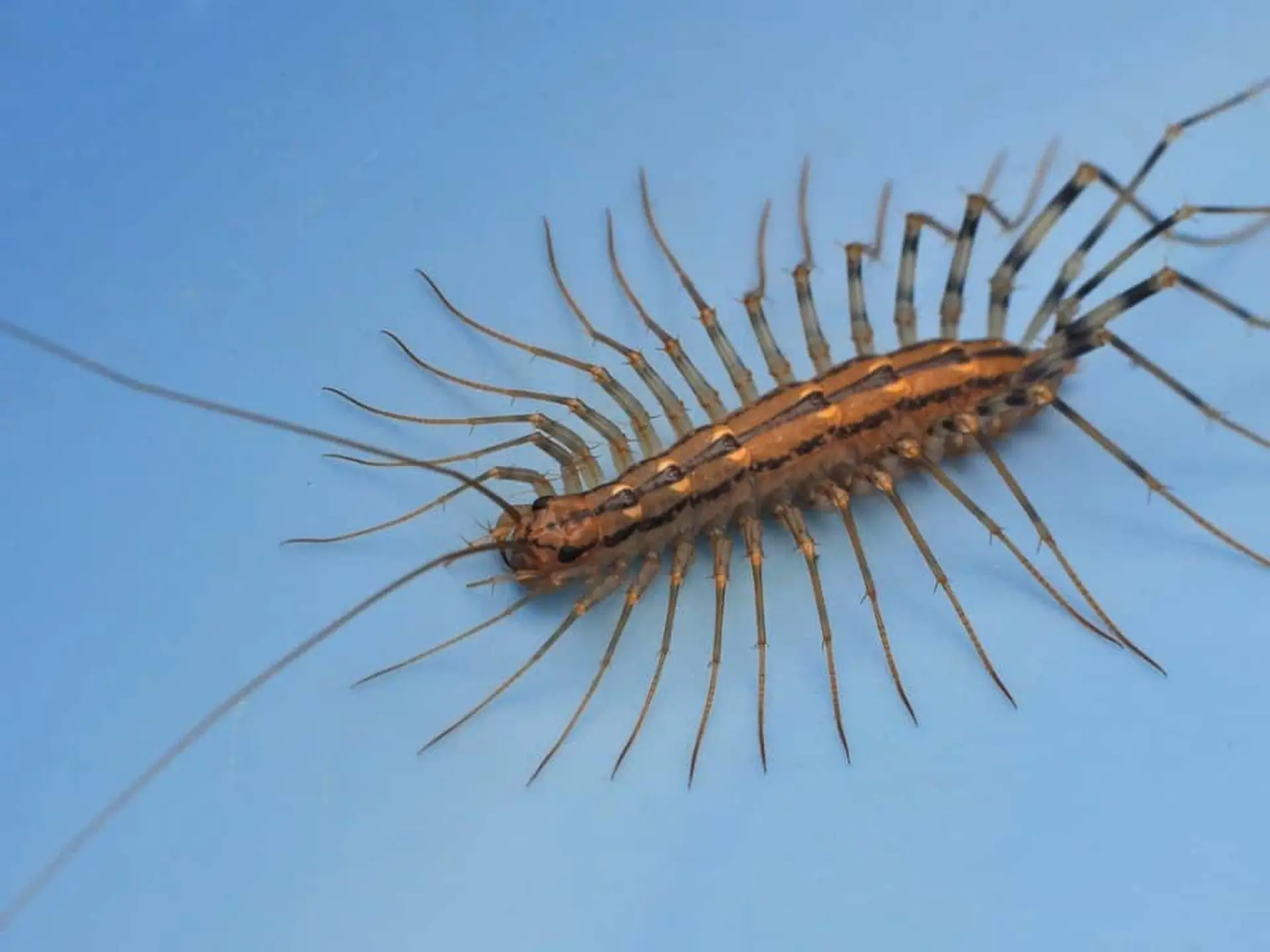 house centipede on blue background