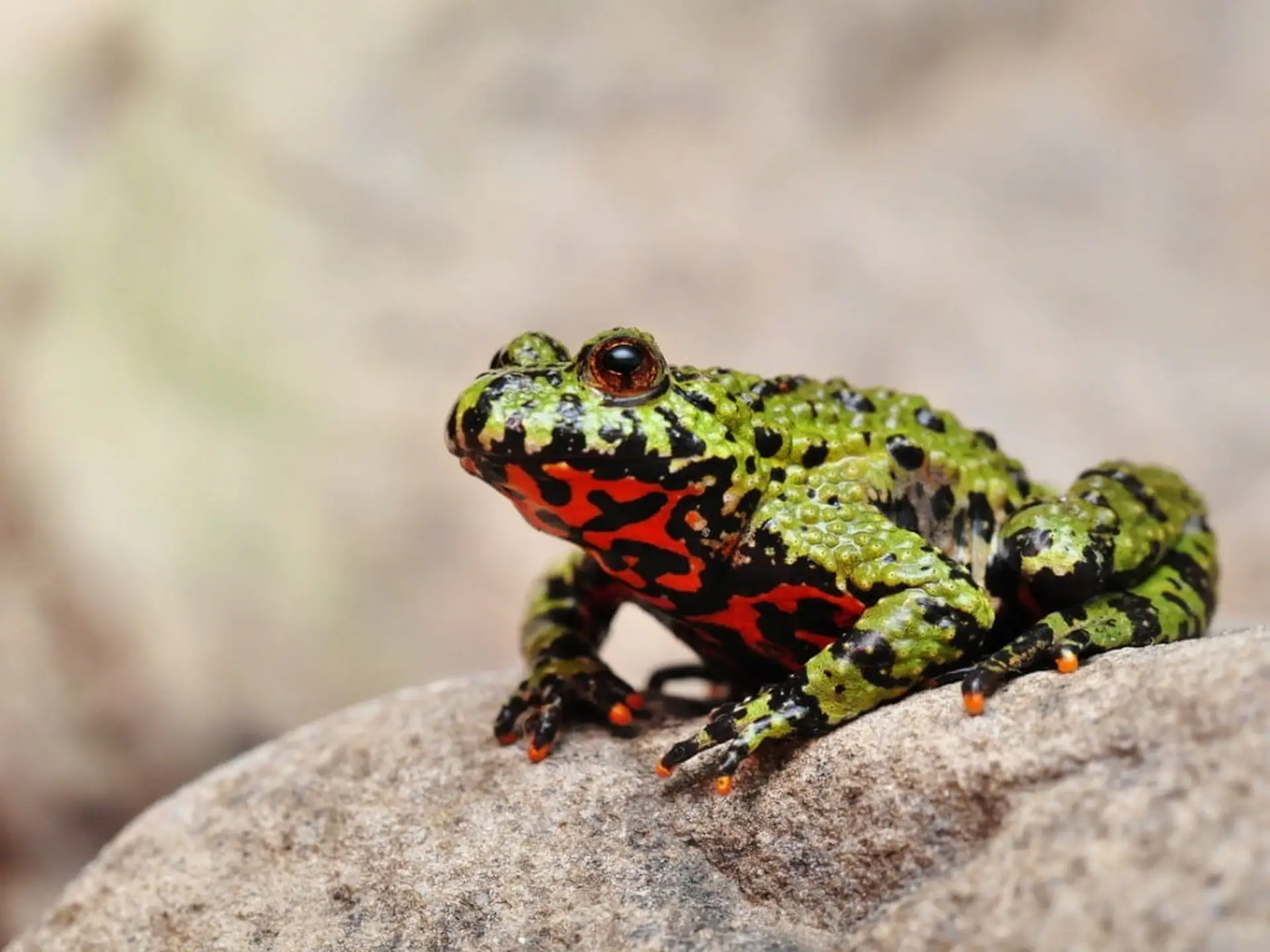 amphibians firebellied toad