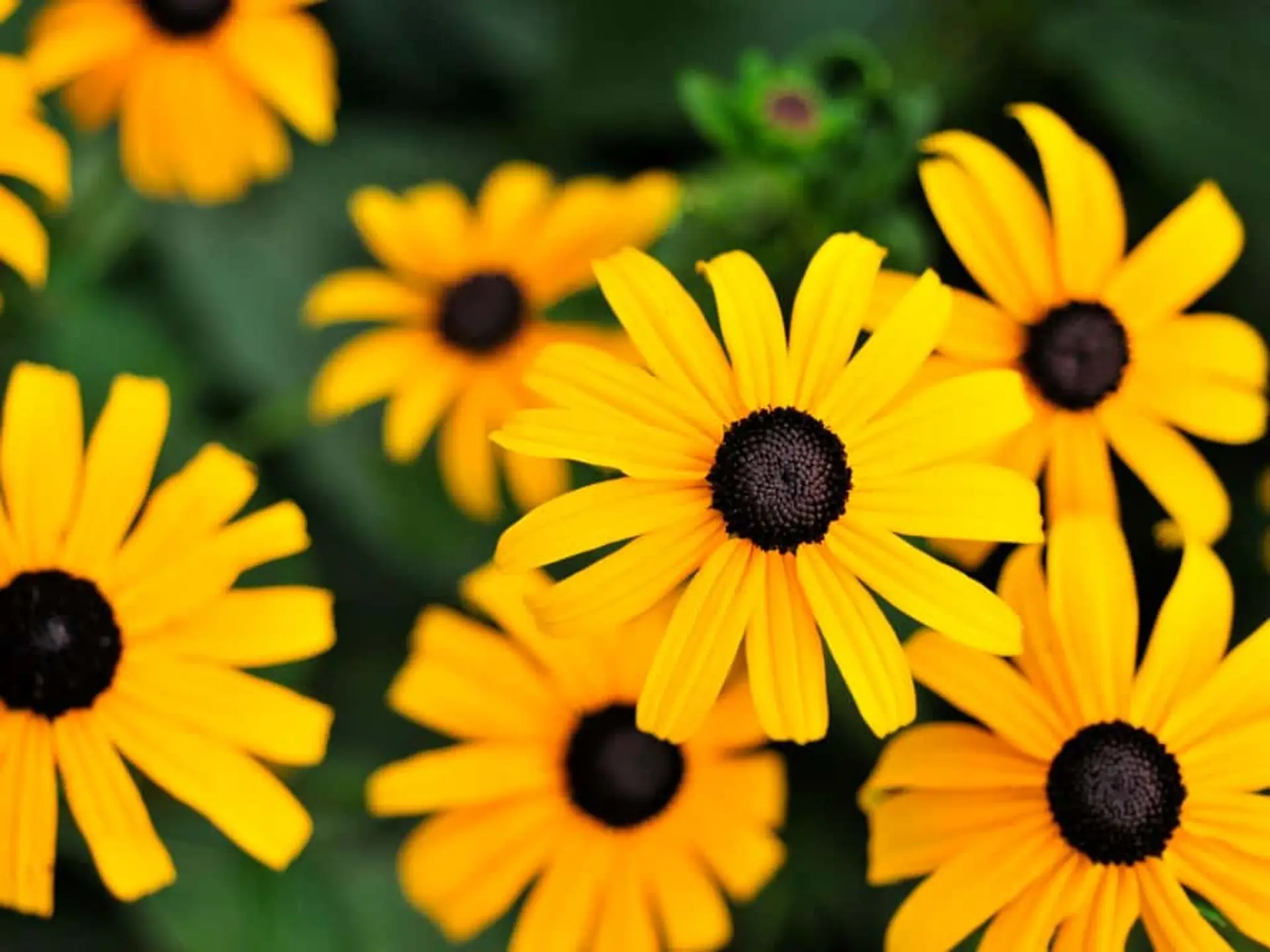 black eyed susans