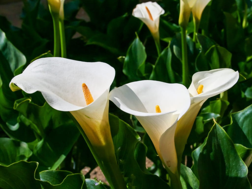 plant food for philodendron Monstera & Philodendron Welcome Bundle – Sybotanica main image 0