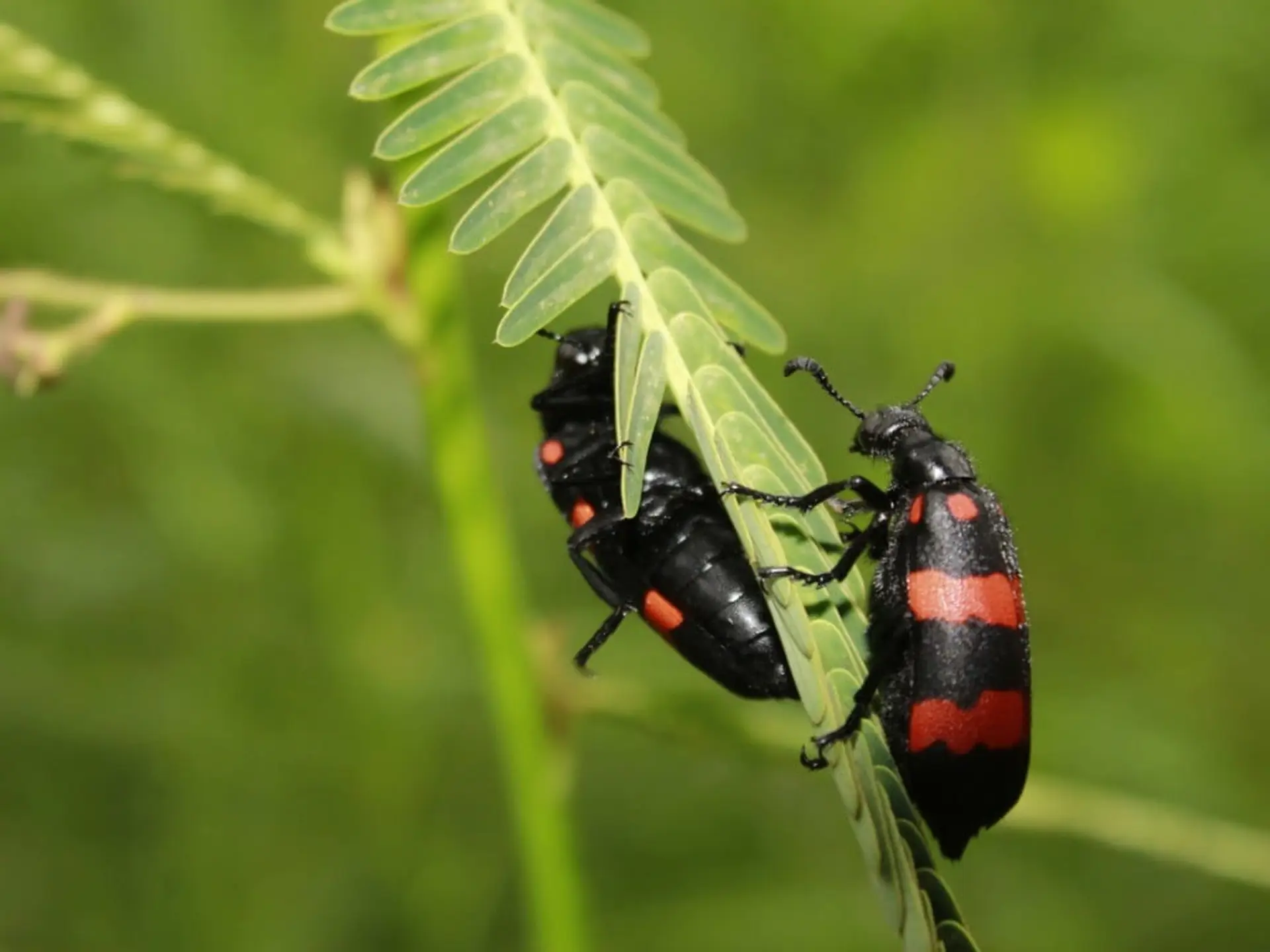 blister beetles