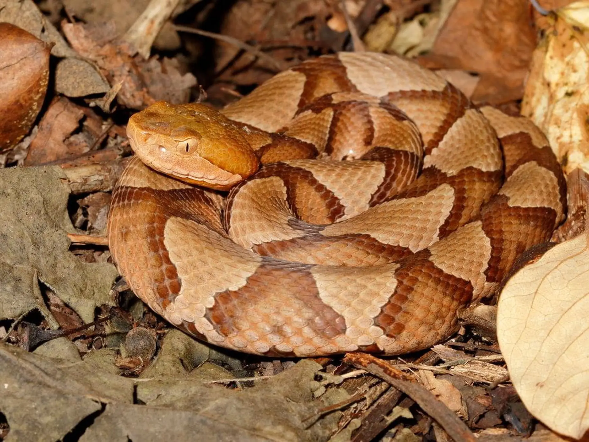 copperhead among the leaves