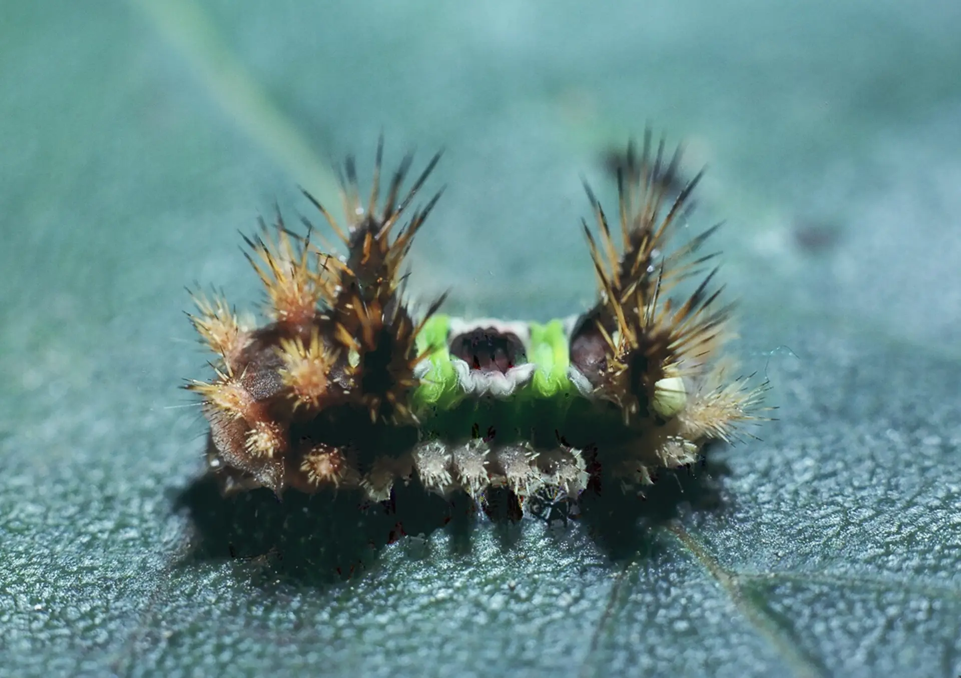 saddleback caterpillar