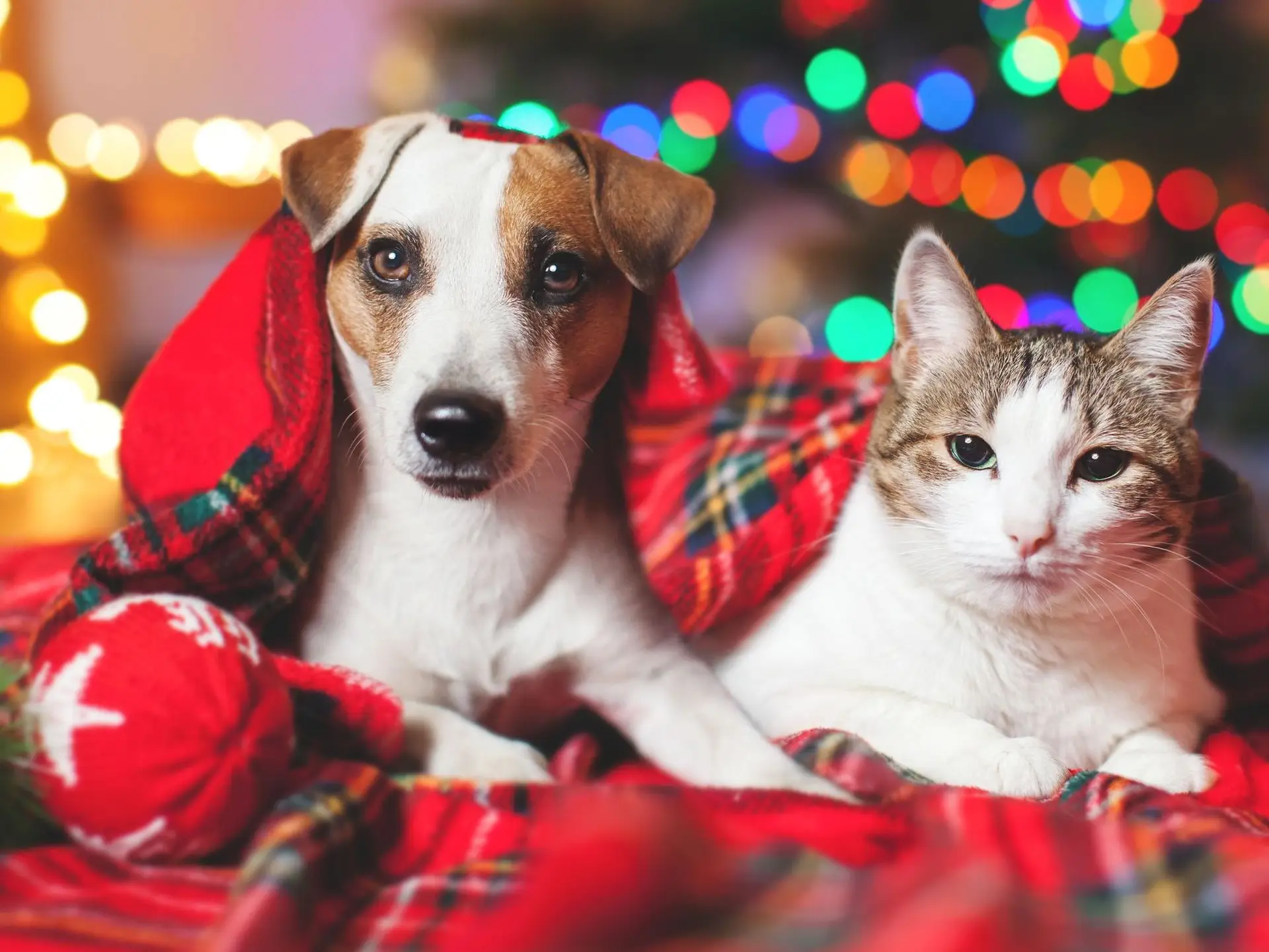 cat and dog during the holidays