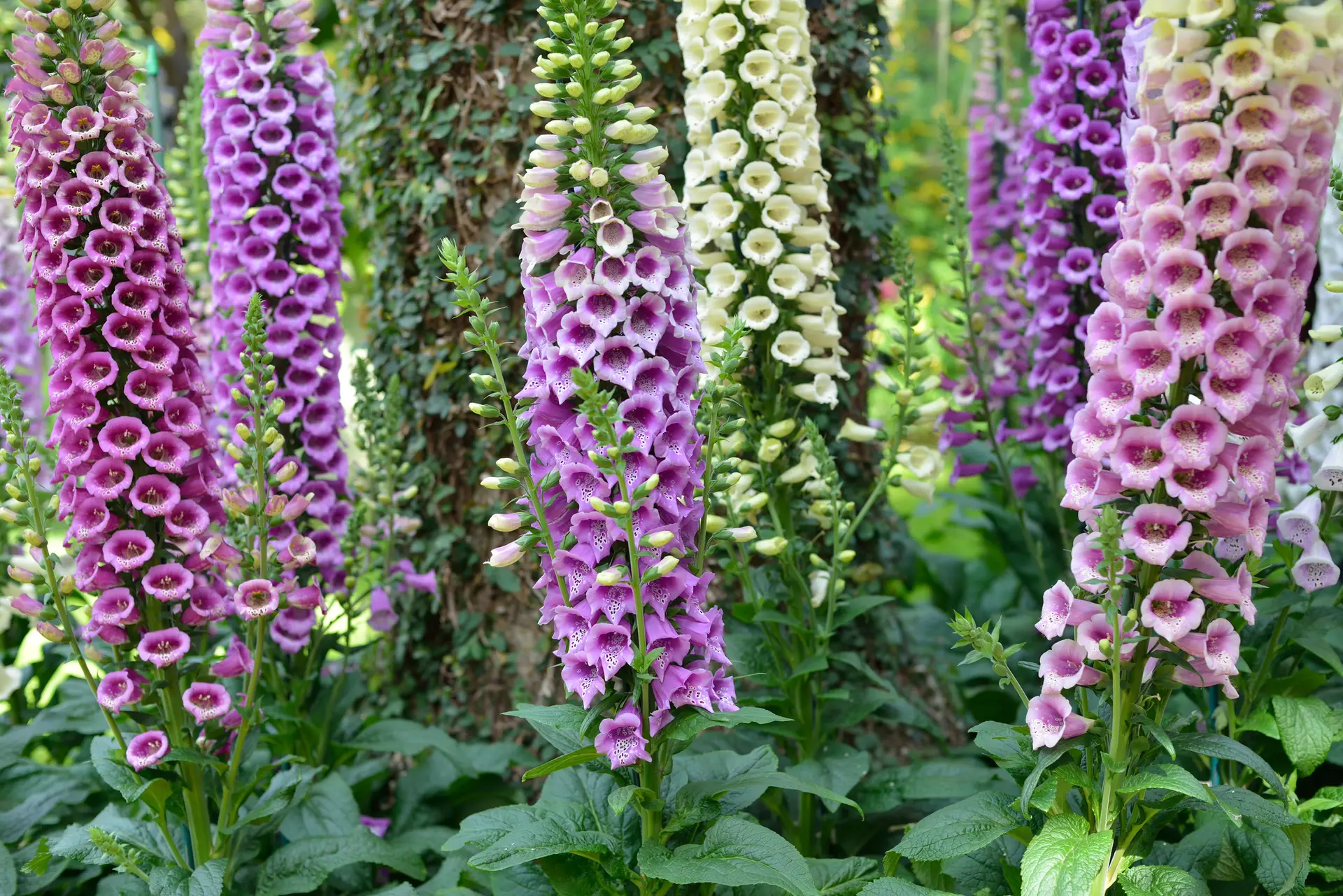 foxglove