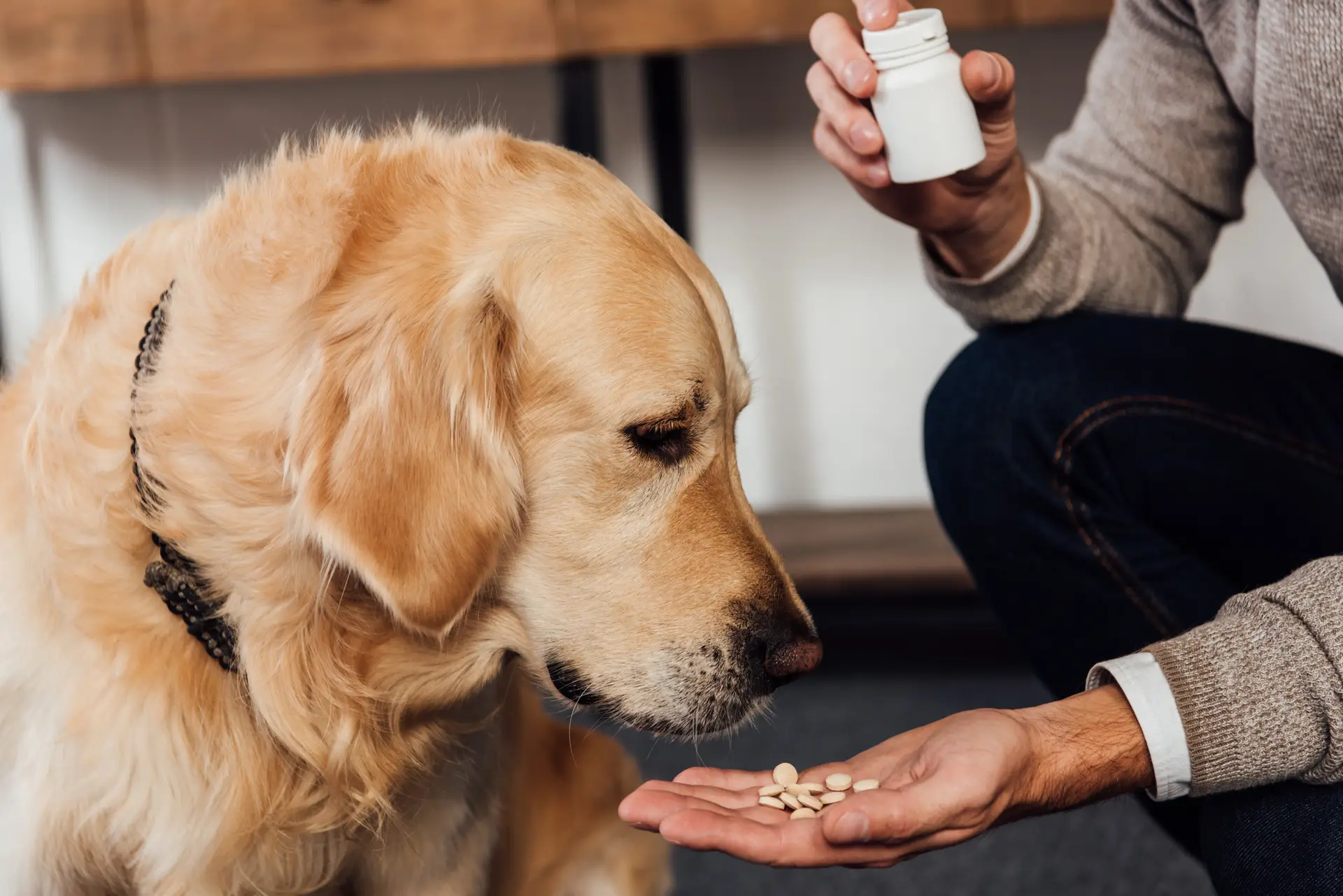golden retriever taking medicine