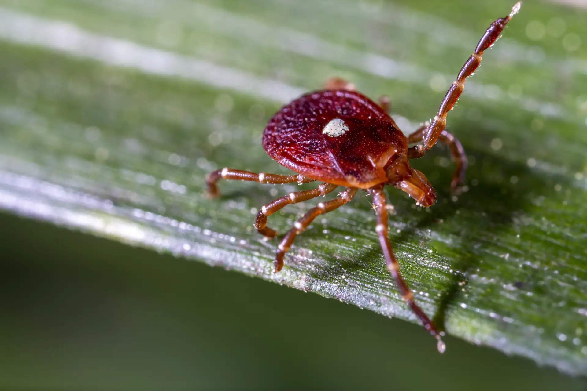 Close-up of a red tick with a white spot on its back, crawling on a green leaf.