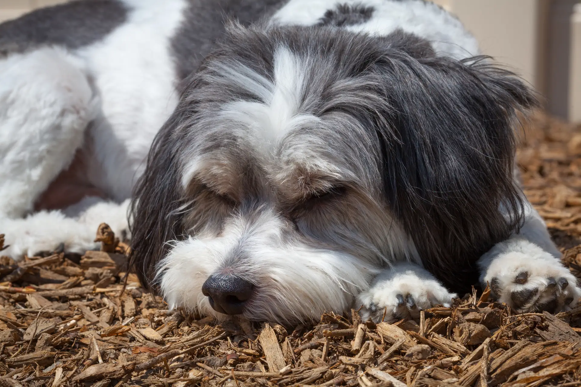 dog on mulch