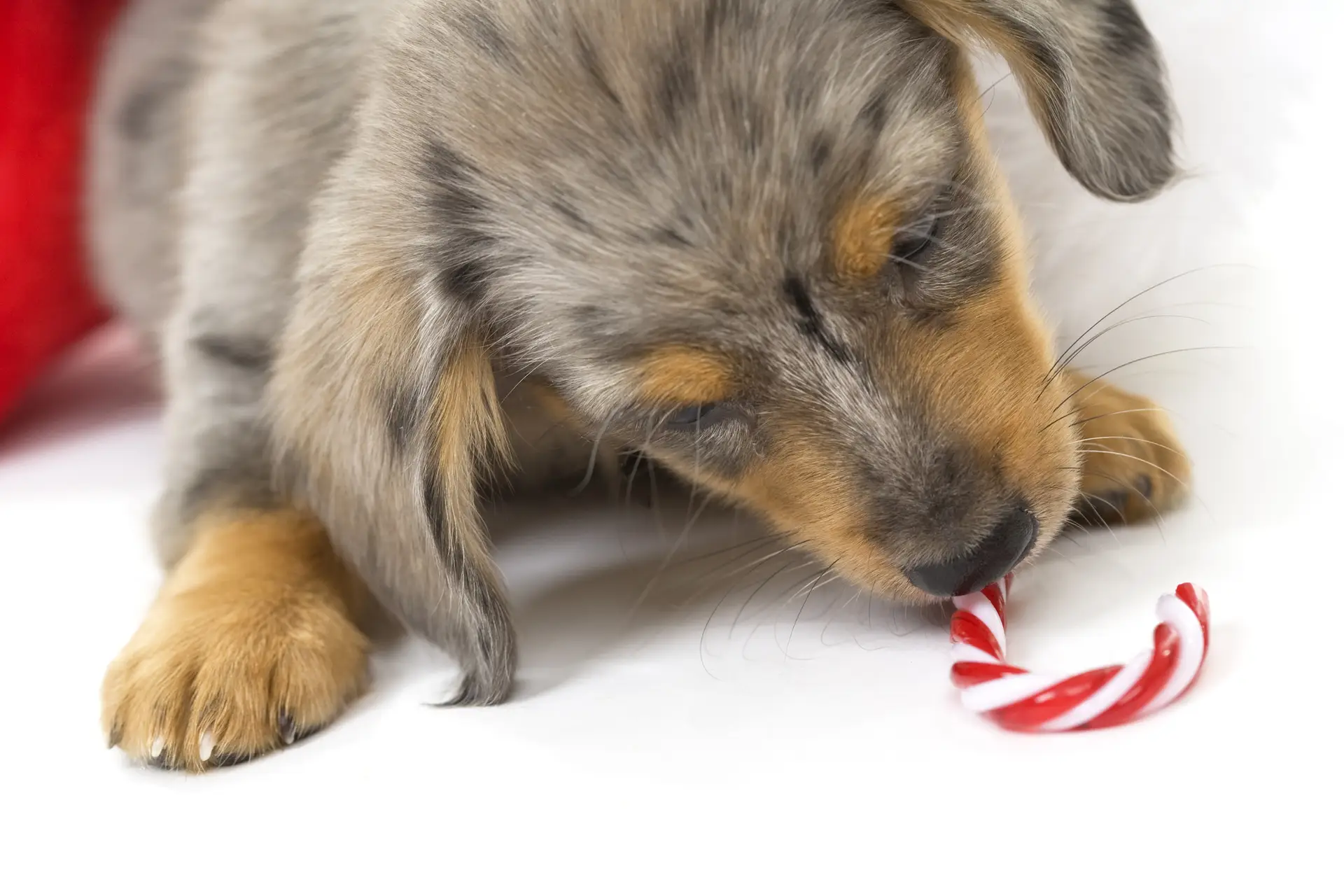 dog eating a candy cane