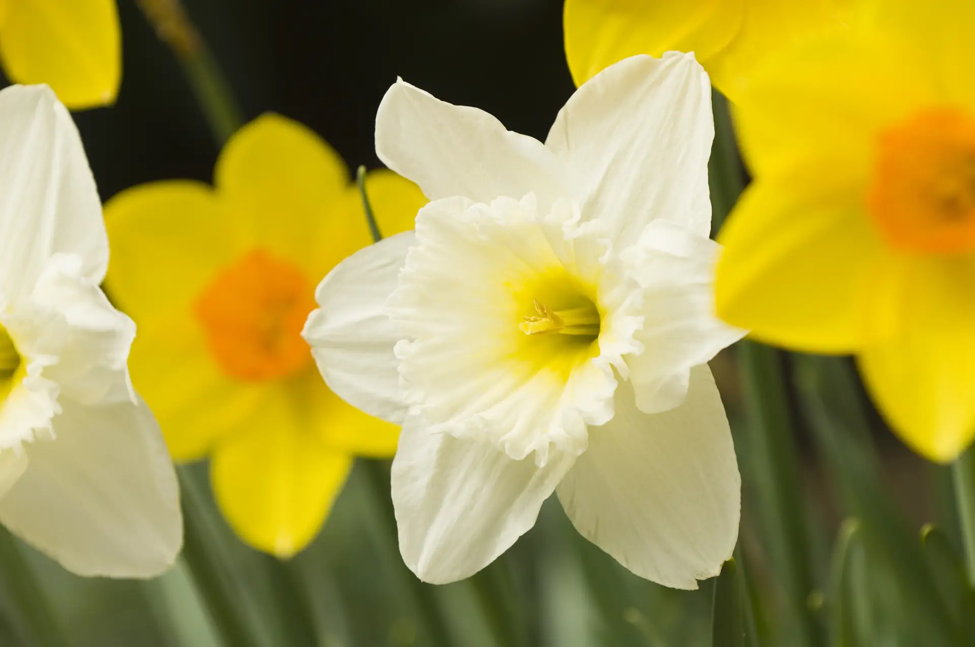 daffodils