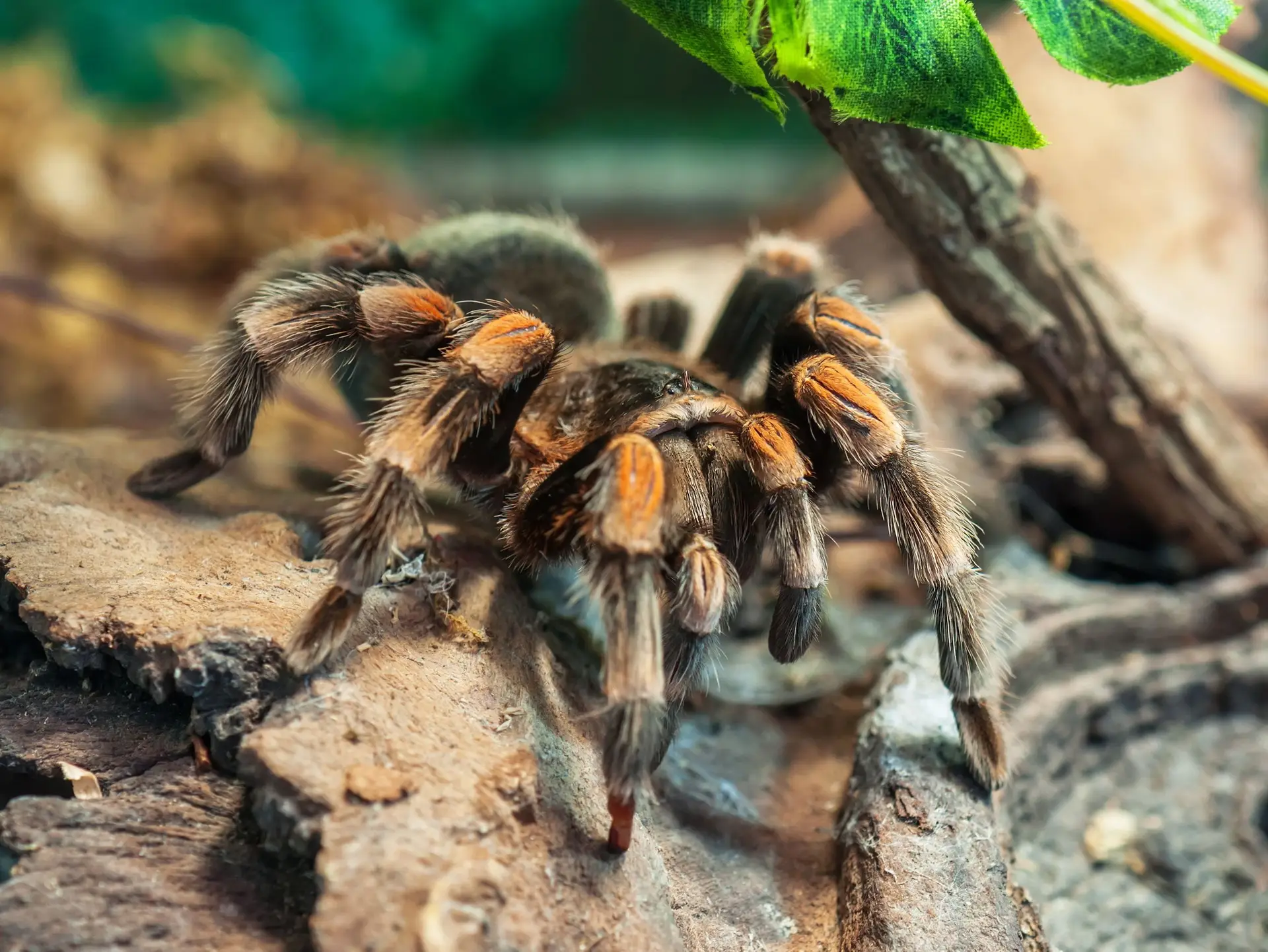tarantula