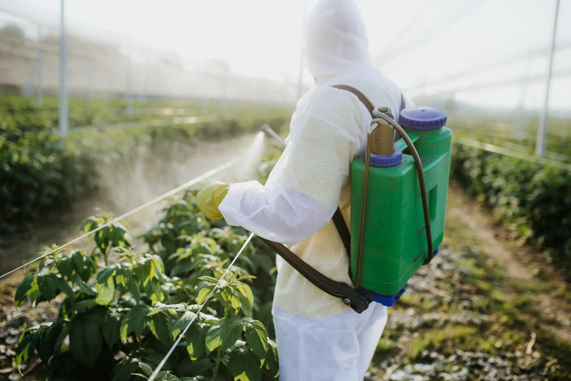 Person in protective gear spraying plants with a backpack sprayer in a greenhouse.