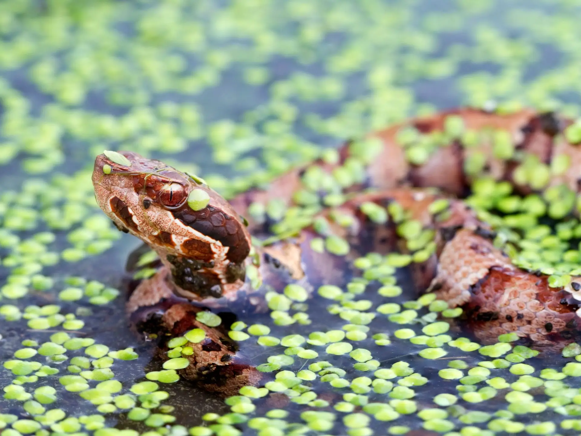 snake in pond
