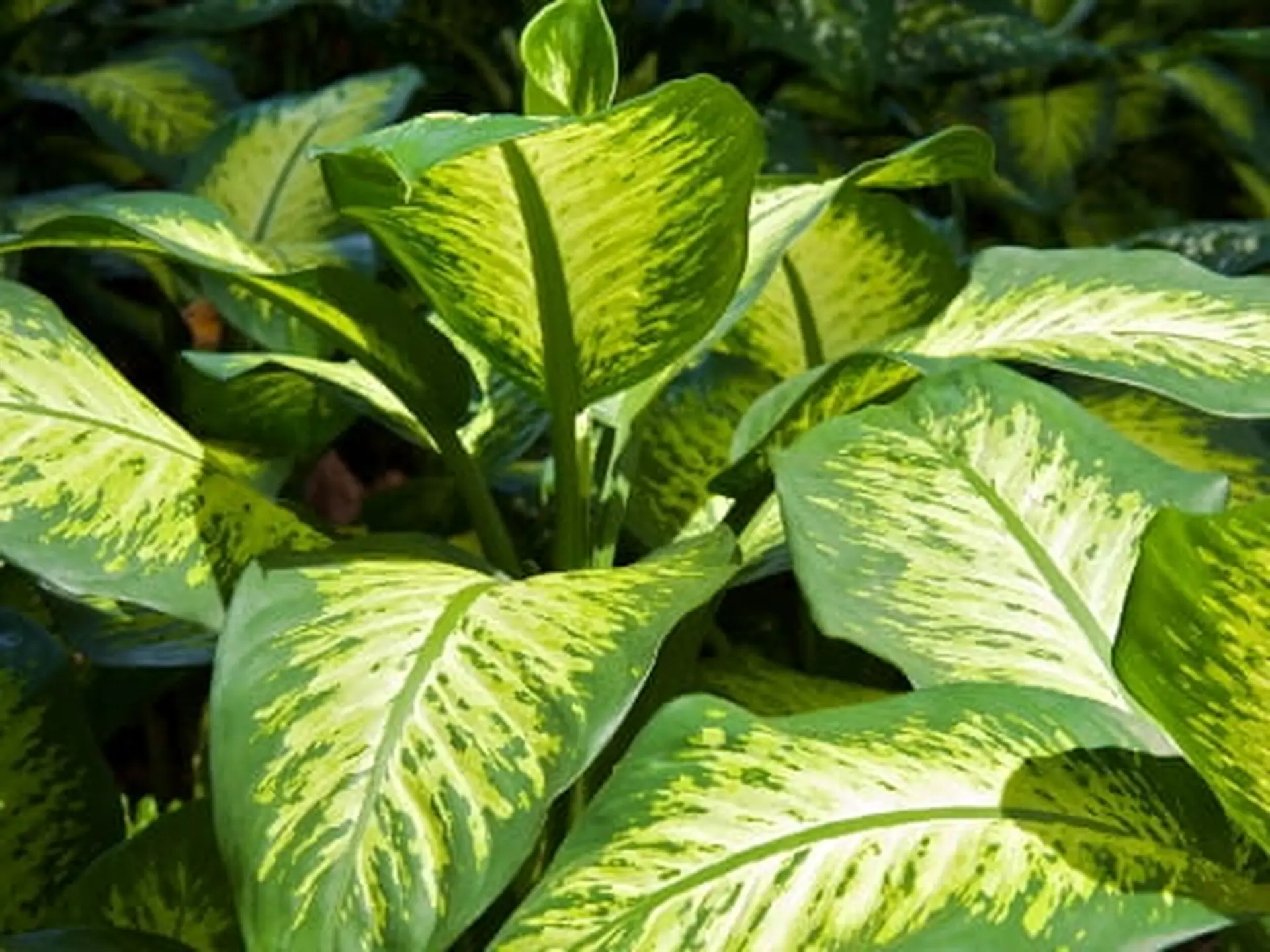 dumbane dieffenbachia