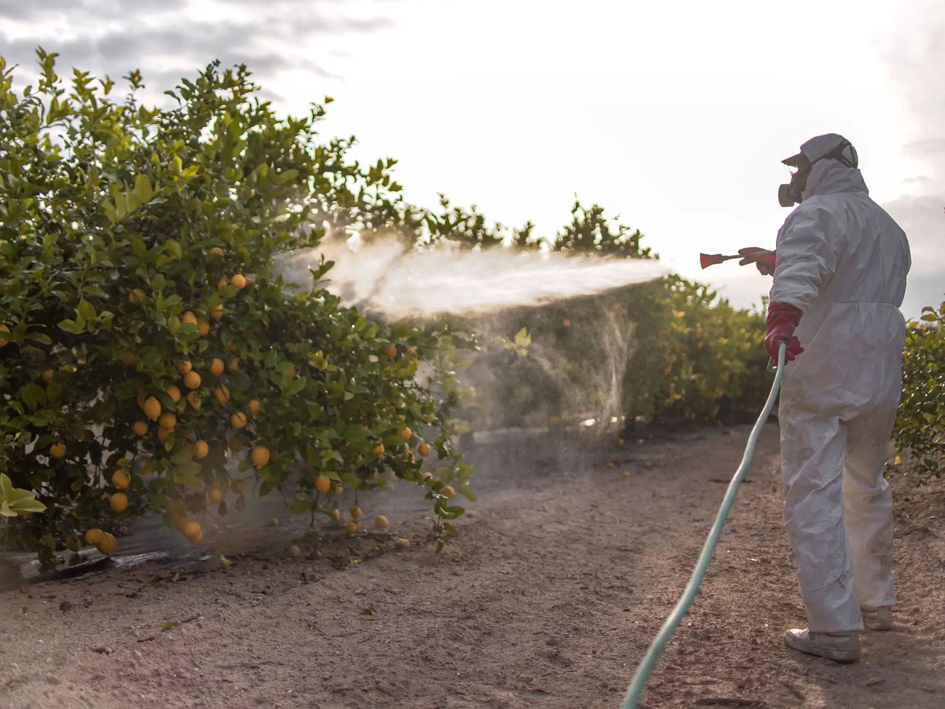 man spraying plants