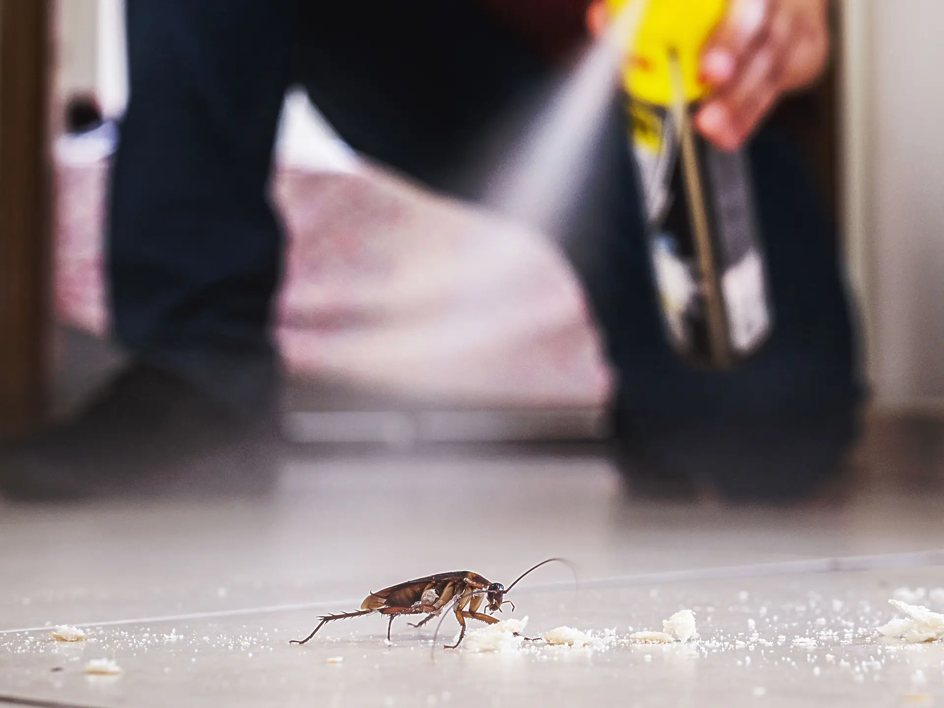 A person sprays insecticide at a cockroach on the floor, surrounded by crumbs, in a home setting.