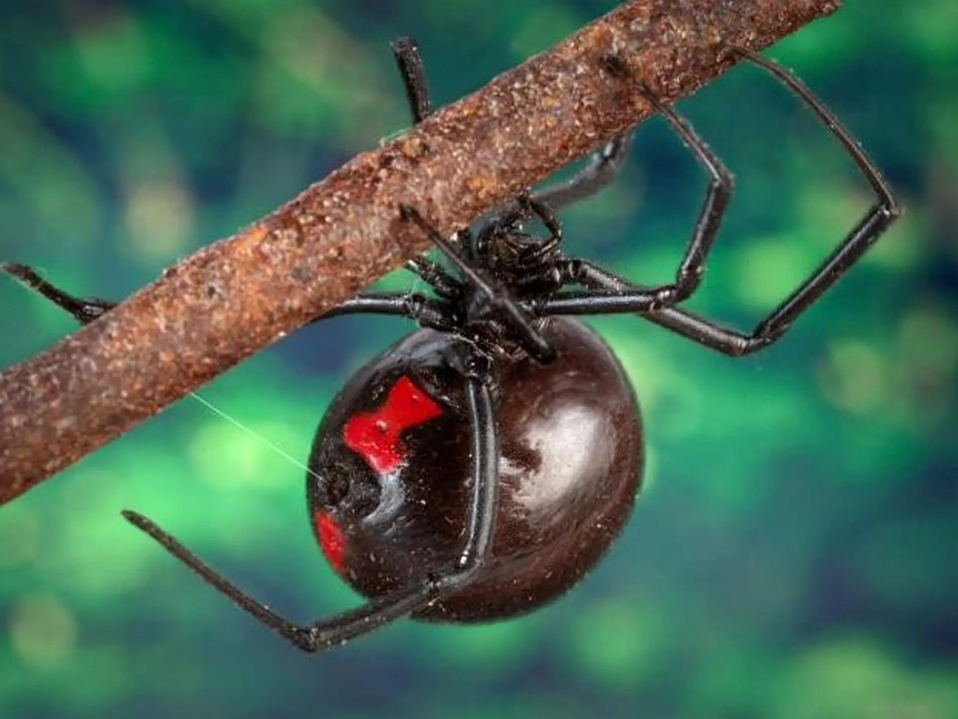 black widow spider