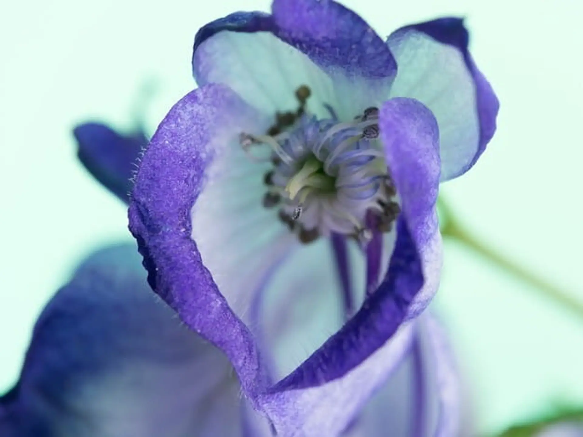 monkshood