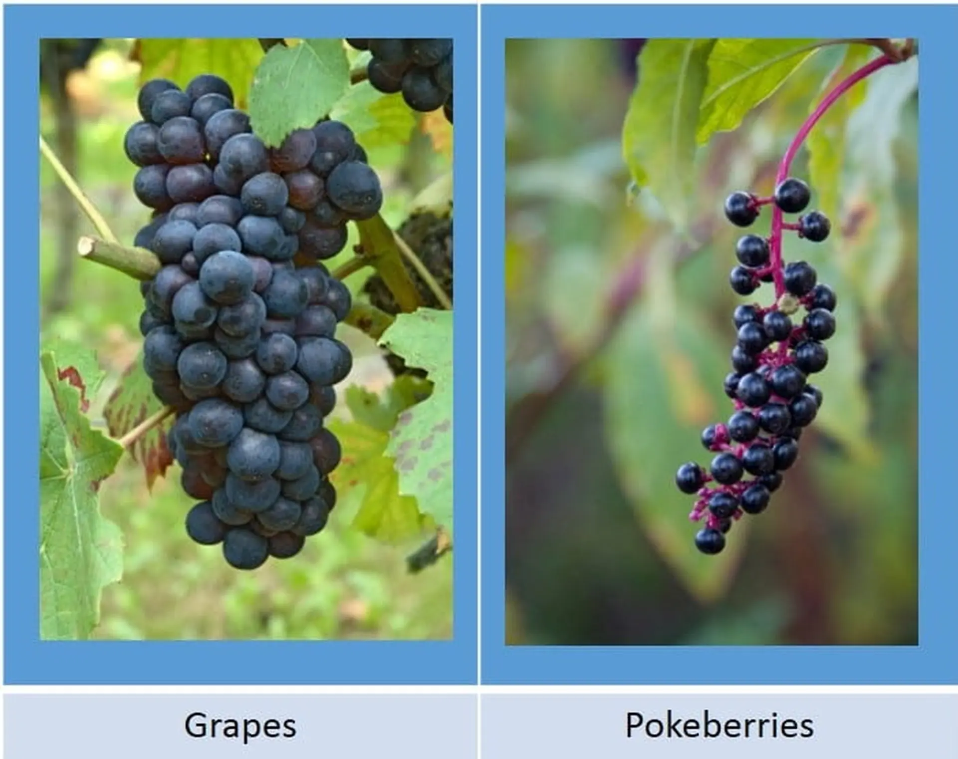 pokeberries vs grapes