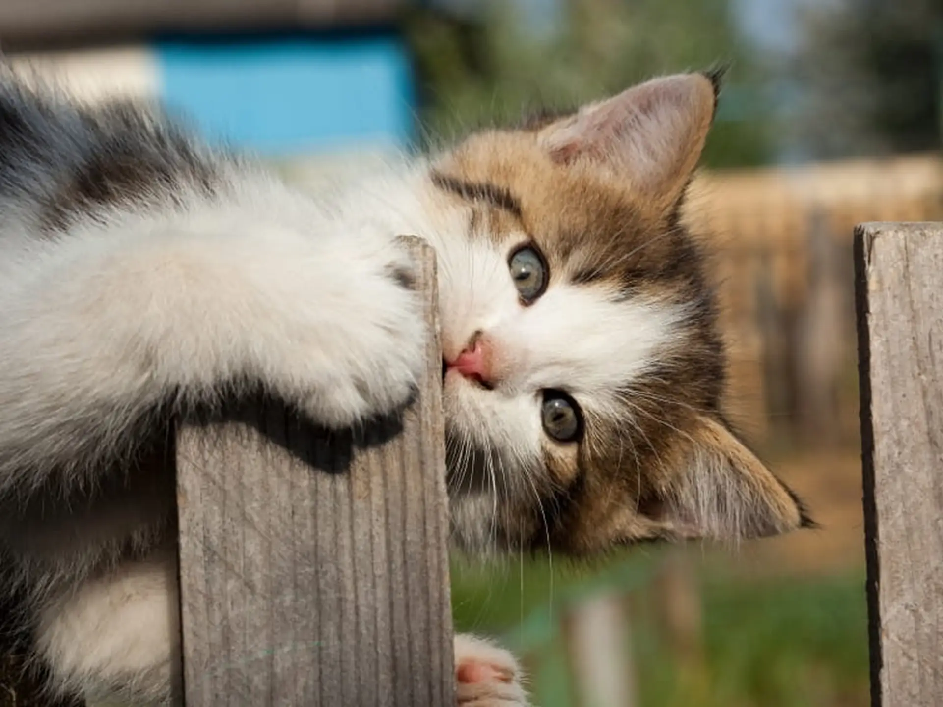 kitten playing with fence