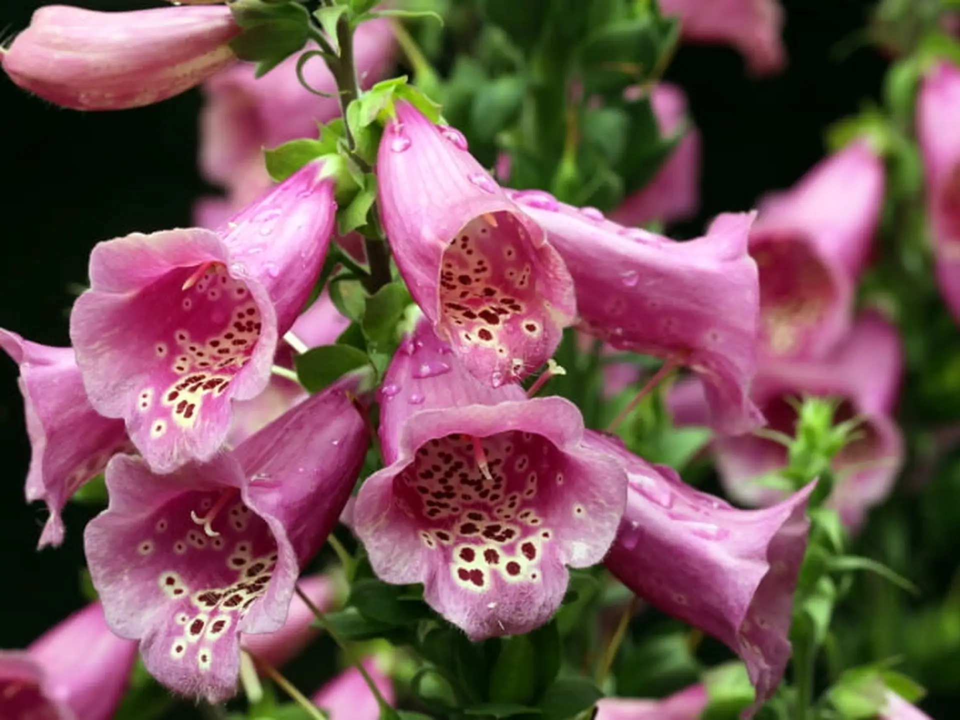 Close-up of pink foxglove flowers with speckled throats and water droplets, surrounded by green foliage.