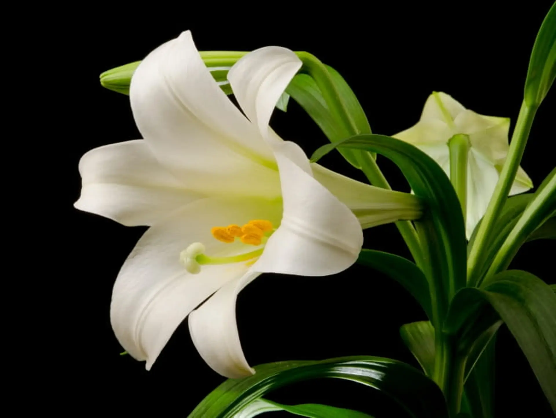 easter lilies