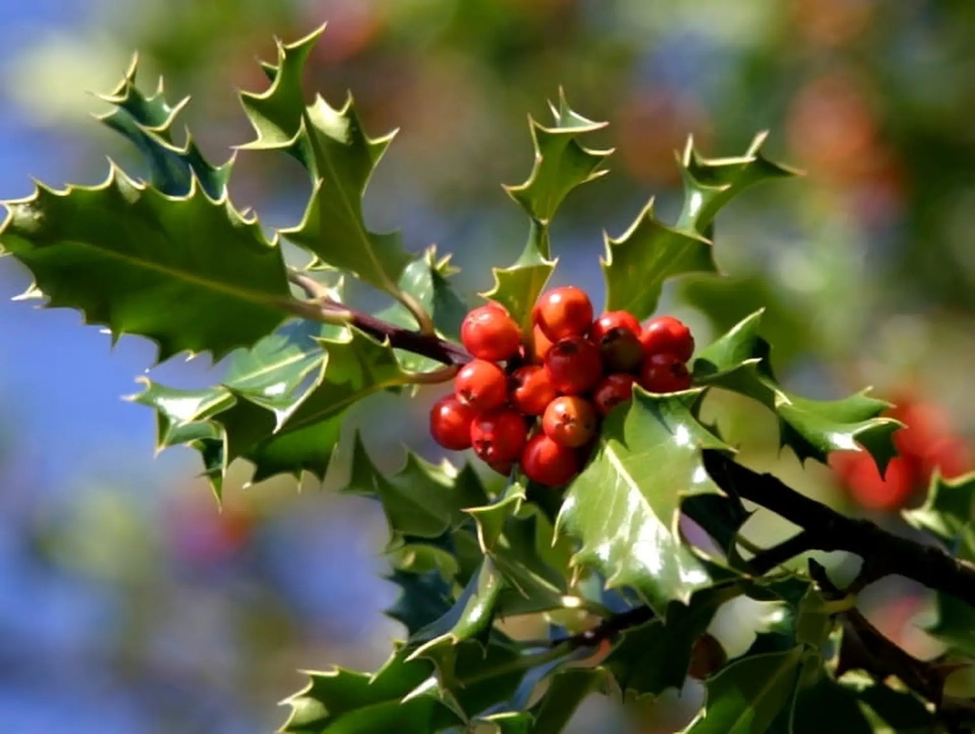 holly berries