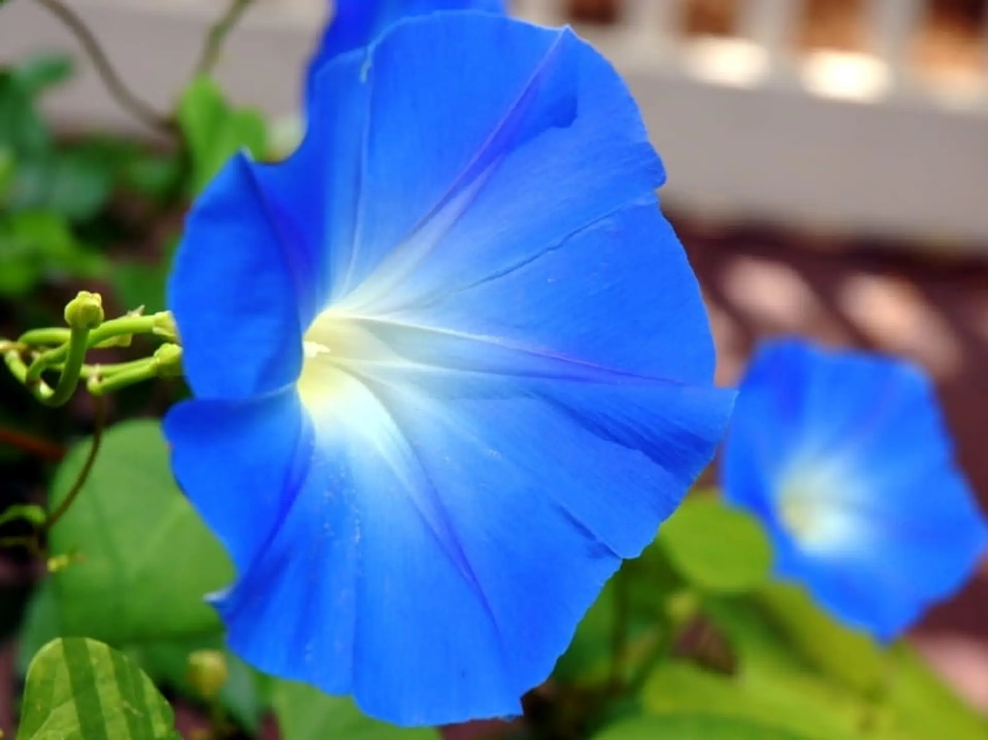 blue morning glories