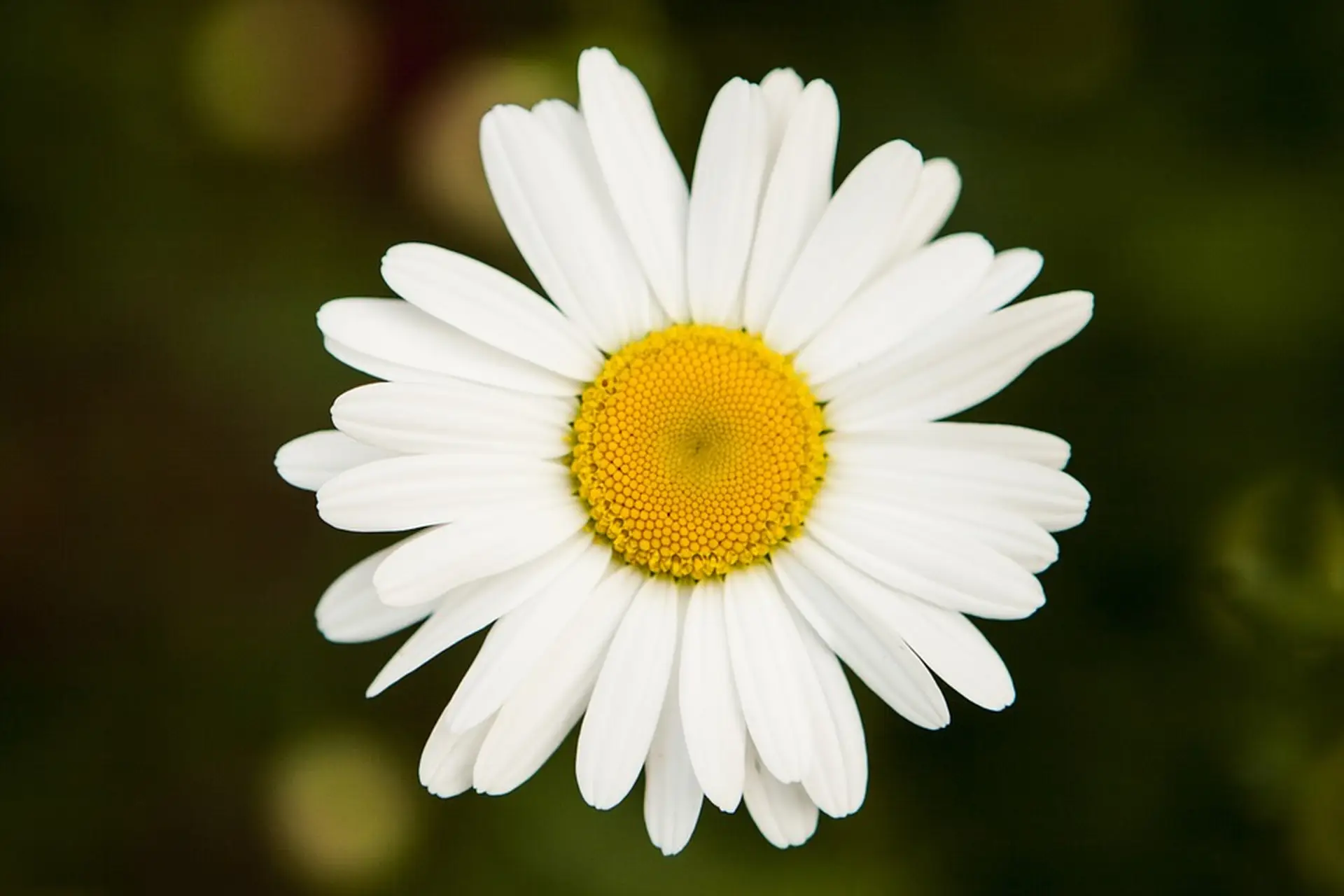 daisy